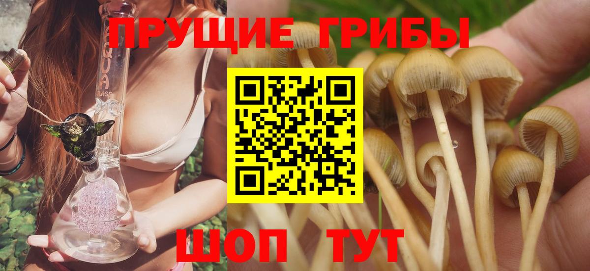 Псилоцибиновые грибы мицелий  Вход с VPN  дарнет шоп  Псилоцибиновые грибы Psilocybe  Урус-Мартан 
